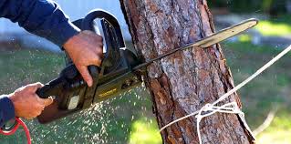 Reliable St Anthony, MN Tree Removal and Landscaping Services Solutions